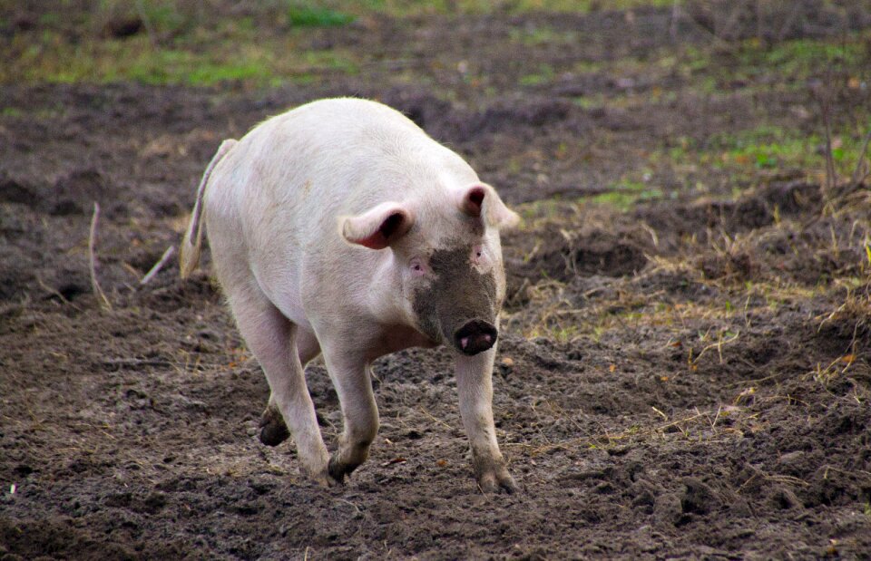 Livestock proboscis agriculture