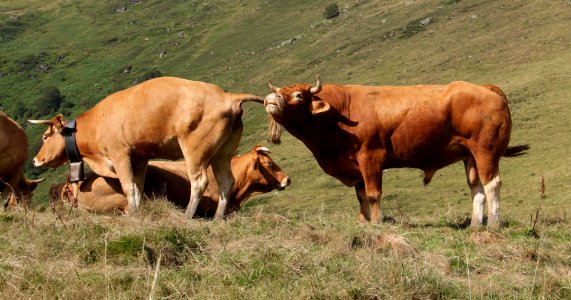 Col de la Core Flehmen Taureau 15082018 2