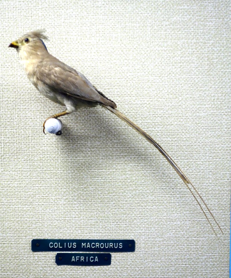 Colius macrourus - Museo Civico di Storia Naturale Giacomo Doria - Genoa, Italy - DSC03167