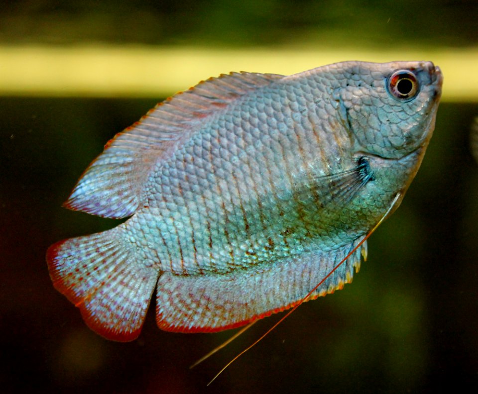 Colisa lalia blue