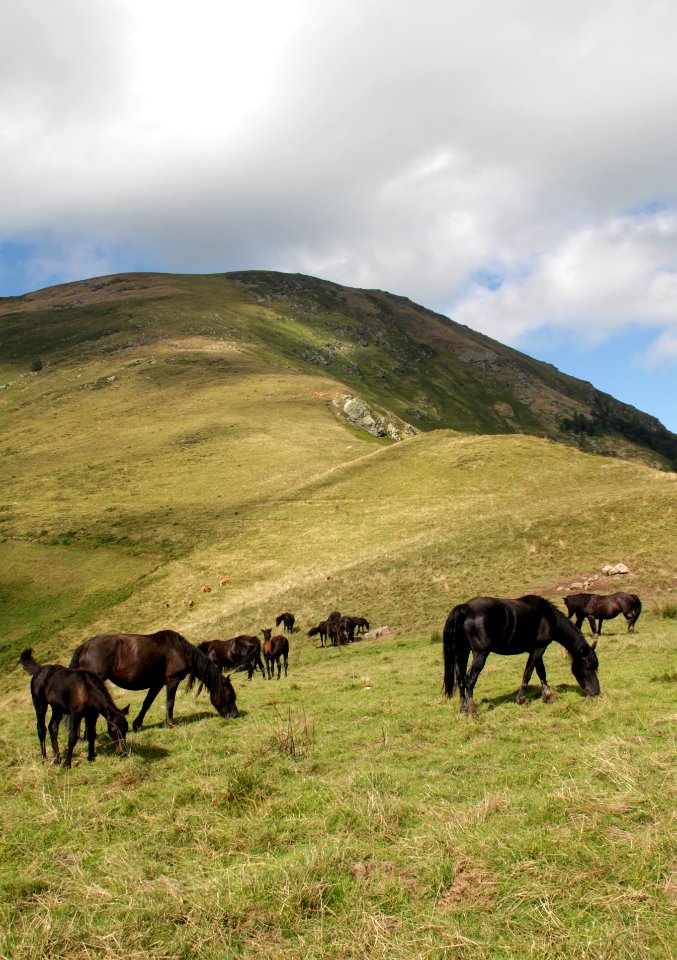 Col de la Core Chevaux 15082018 1