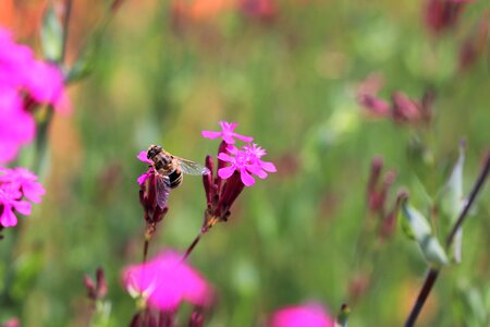 Blossom flowers and bees pink flower photo