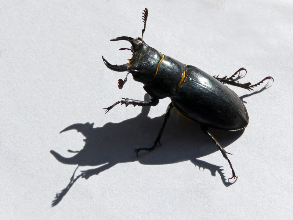 Escanyapolls shadow threat