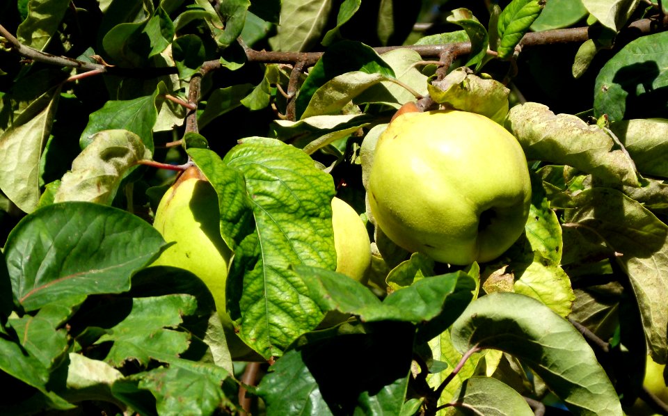 Coings au Parc de Bagatelle