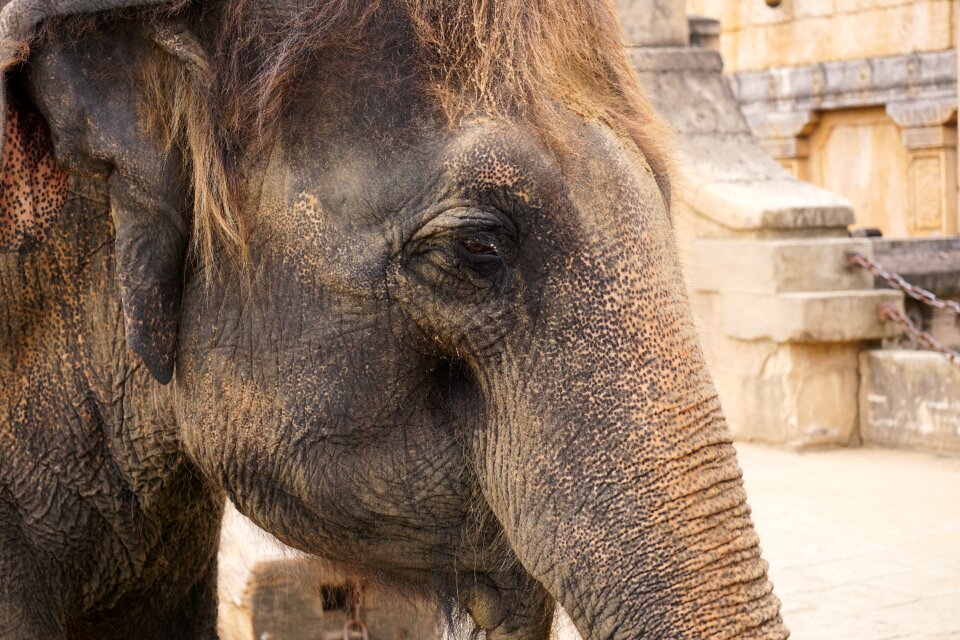 Ivory wrinkled skin