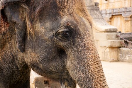 Ivory wrinkled skin