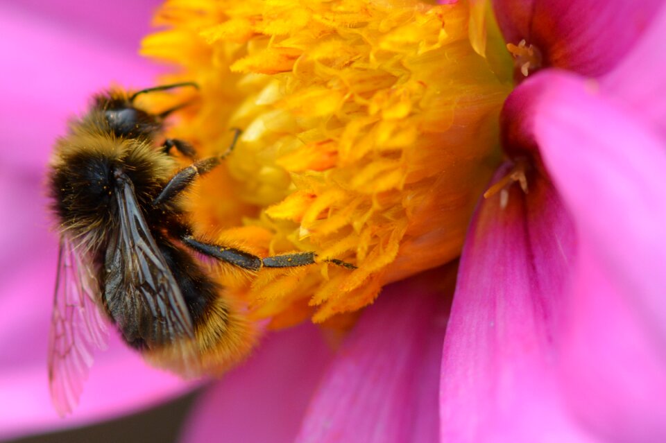 Animal nature flower