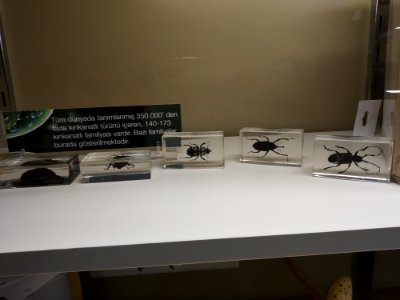 Coleoptera in Konya, Turkey