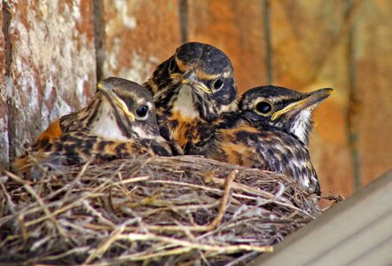 Babies in nest young birds young