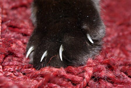Pet paw print mieze