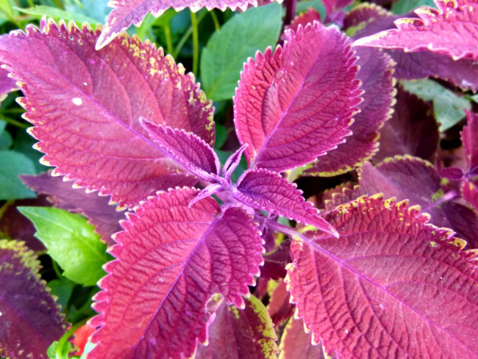 Coleus "Scarlett" 2