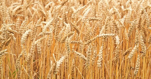 Field cornfield spike