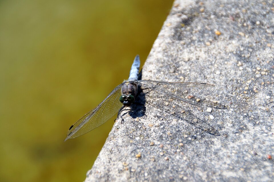 Winged insects water punch