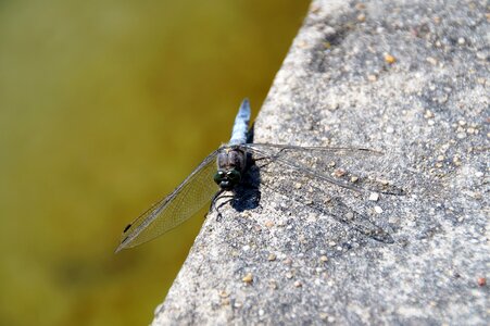 Winged insects water punch