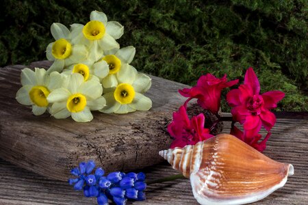 Still life shell daffodils photo