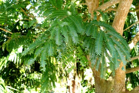 Cojoba arborea (Pithecellobium arboreum) - Naples Botanical Garden - Naples, Florida - DSC09673