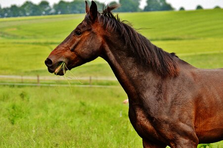Eat paddock brown