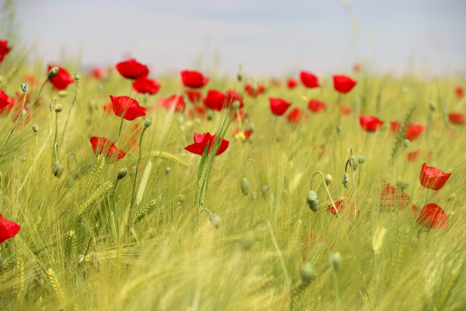 Nature flowers green