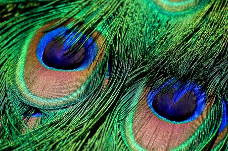 Blue feather peacock photo