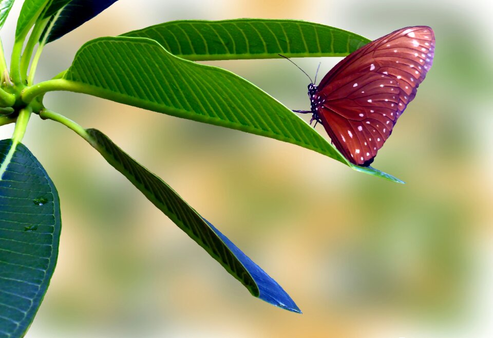 Points insect butterflies