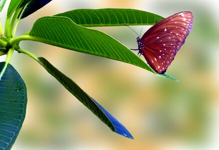 Points insect butterflies