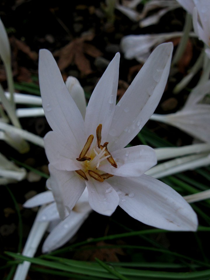 Colchicum autumnale ‘Album,” Outdoor Garden, Phipps Conservatory, 2015-09-25, 02