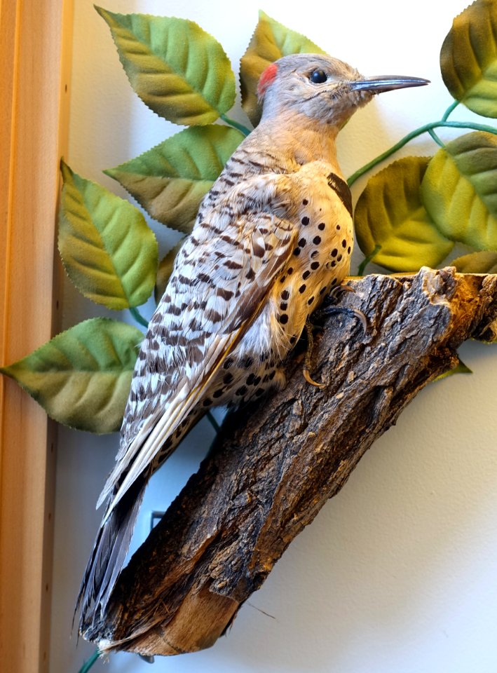 Colaptes auratus - Redpath Museum - McGill University - Montreal, Canada - DSC08042