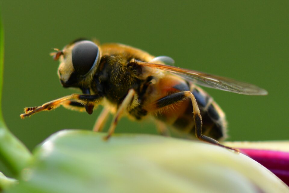 Animal nature macro