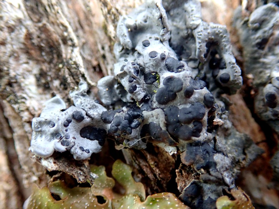 Coccocarpia erythroxyli 57887896