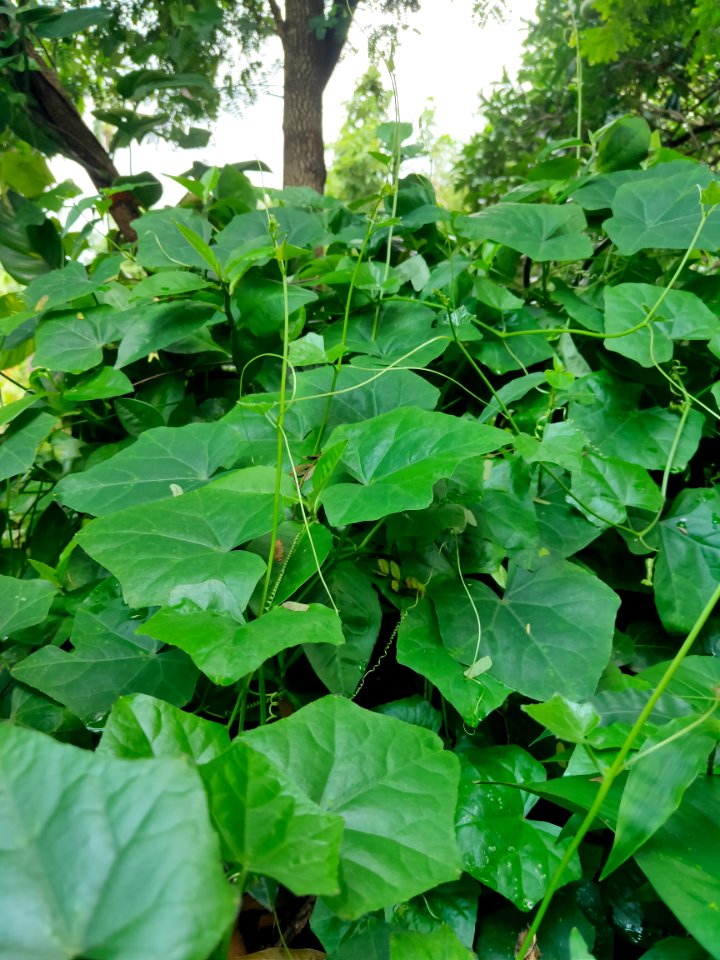 Coccinia grandis, the ivy gourd, also known as scarlet gourd, tindora and kowai fruit
