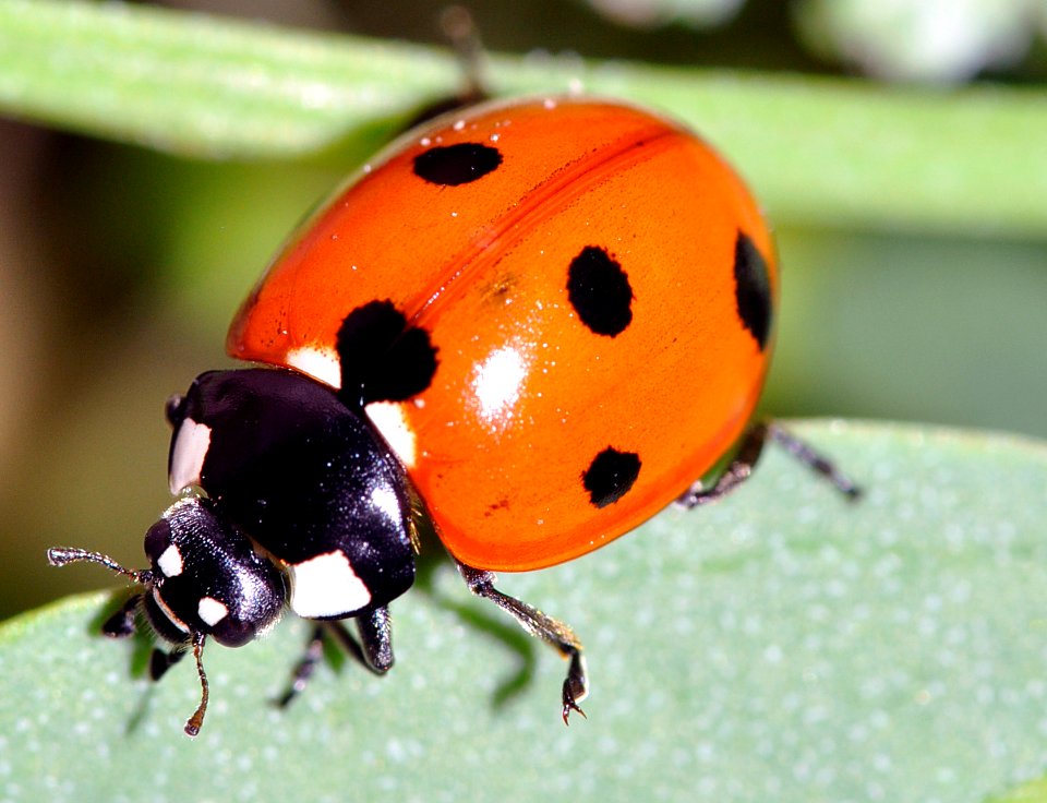 Coccinella-septempunctata-02-fws