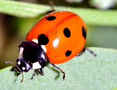 Coccinella-septempunctata-02-fws