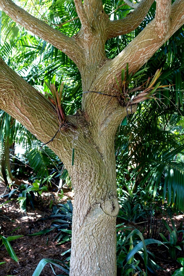 Cojoba arborea (Pithecellobium arboreum) - Naples Botanical Garden - Naples, Florida - DSC09672