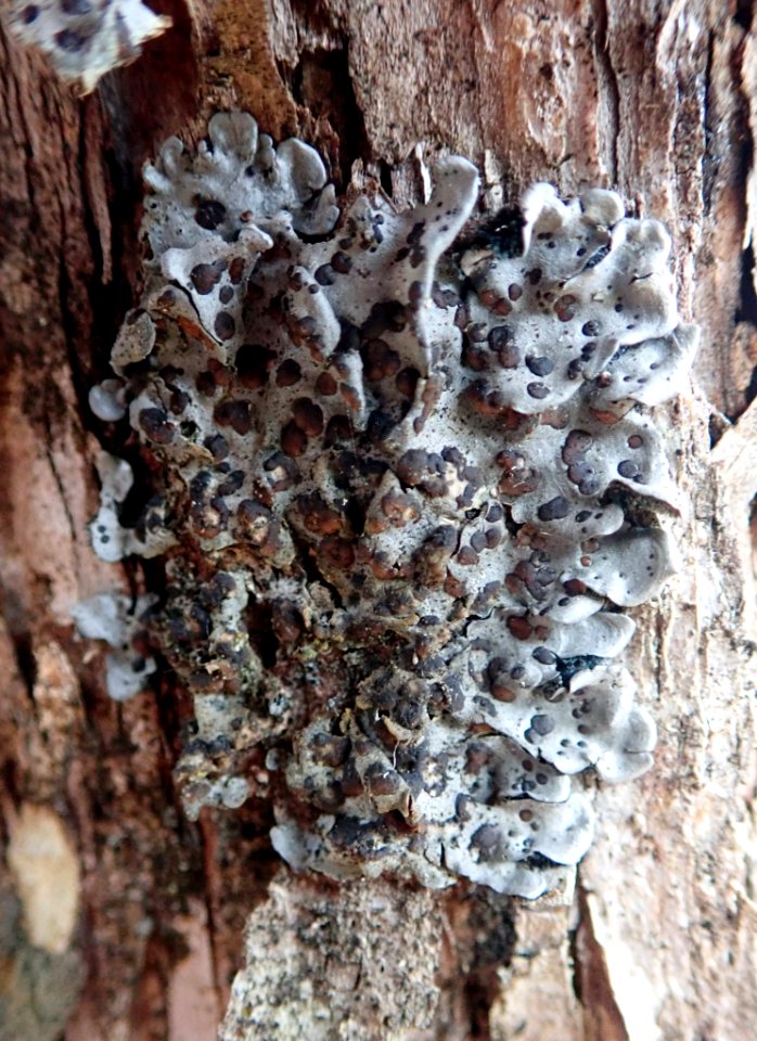 Coccocarpia erythroxyli 57887874