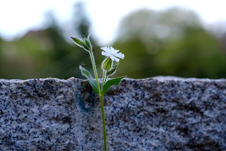 Close up nature blossom photo