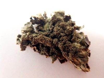 Coccocarpia pellita 60813405