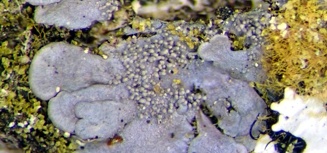 Coccocarpia palmicola 94109514