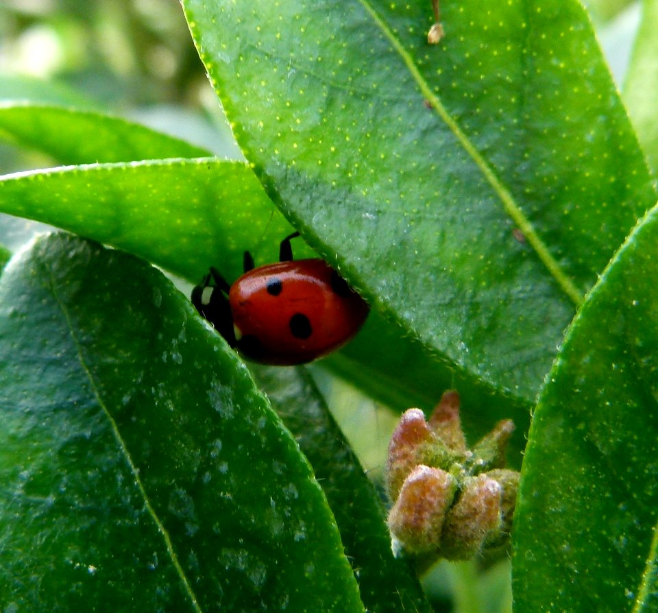 Coccinelle sous feuille