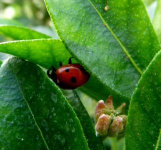 Coccinelle sous feuille
