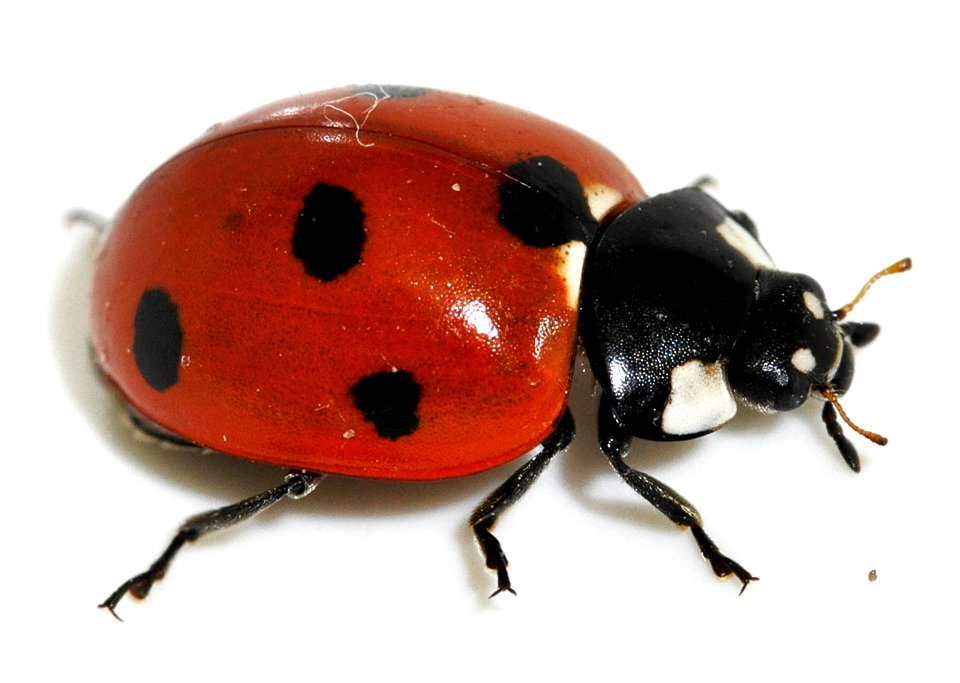 Coccinella-septempunctata-14-fws