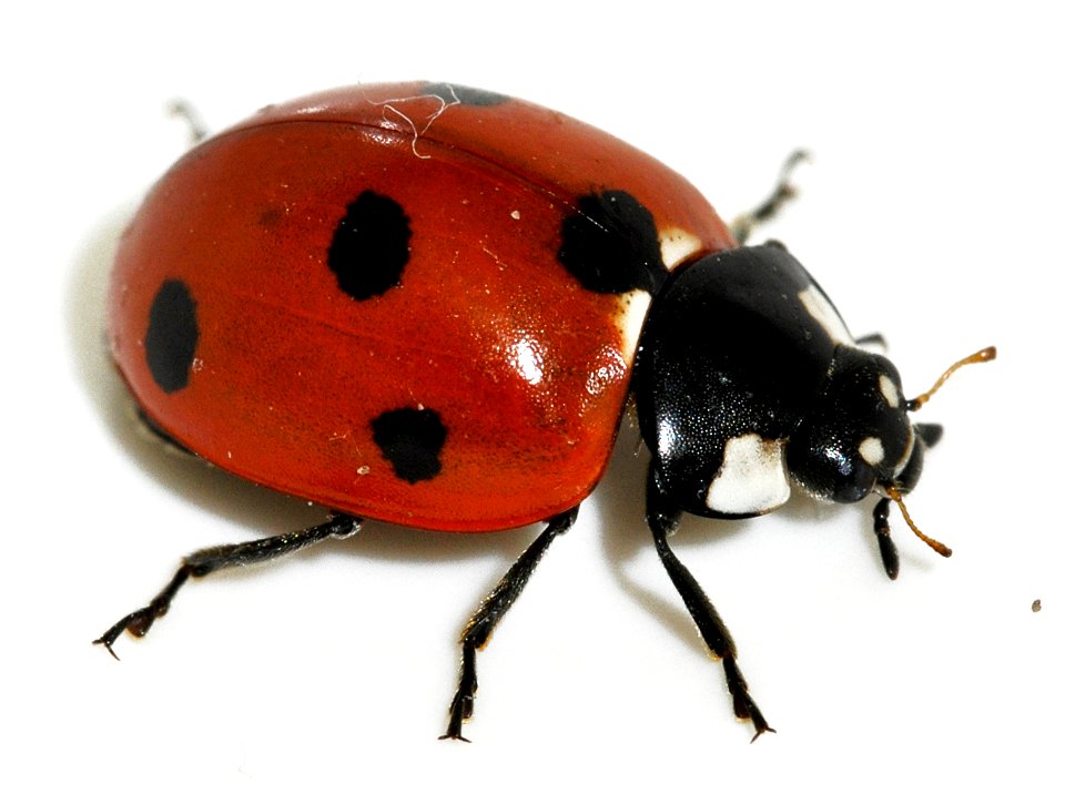 Coccinella-septempunctata-12-fws