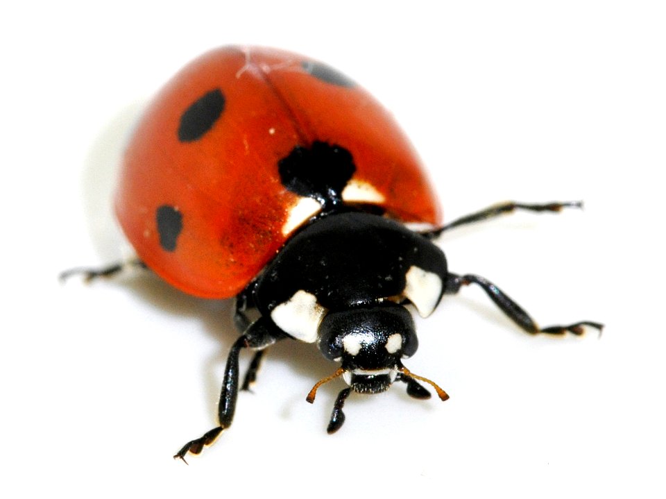 Coccinella-septempunctata-13-fws