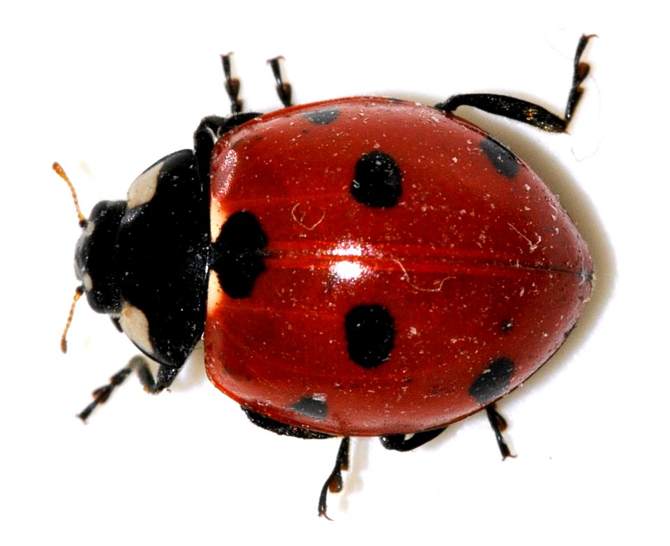 Coccinella-septempunctata-19-fws