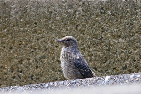 Wave off block little bird method bulbul