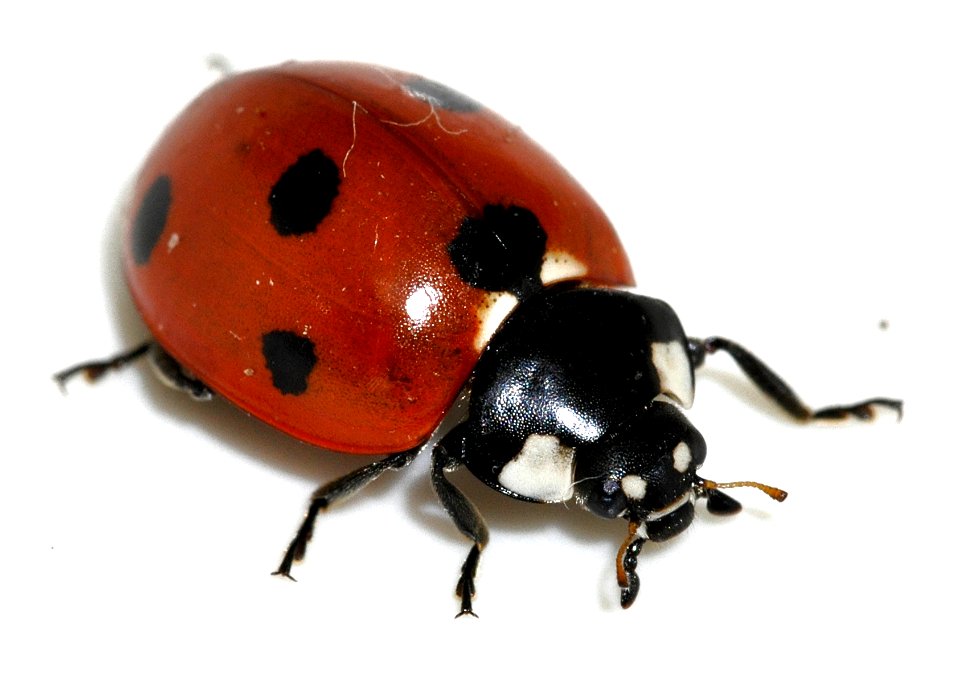 Coccinella-septempunctata-16-fws