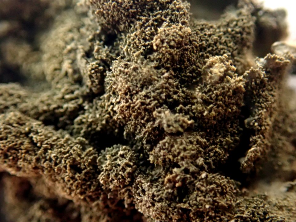 Coccocarpia pellita 60813481