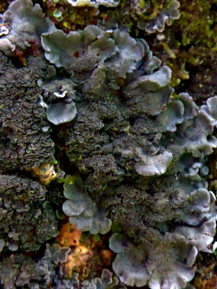 Coccocarpia pellita 11327872