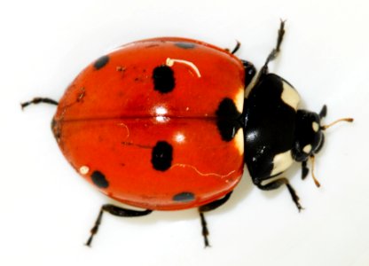 Coccinella-septempunctata-11-fws