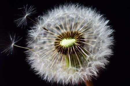 Nature close up macro photo