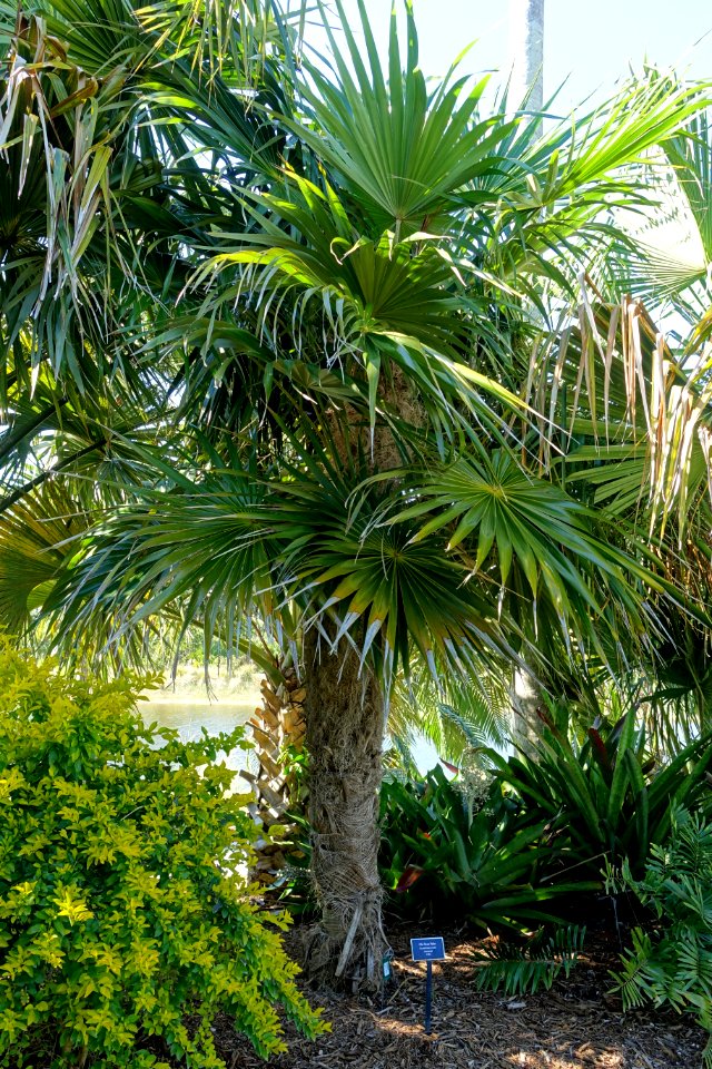 Coccothrinax crinita - Naples Botanical Garden - Naples, Florida - DSC00021